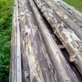Лісопродукція породи«Смерека» в кількості дванадцять колод довжиною по чотири метри